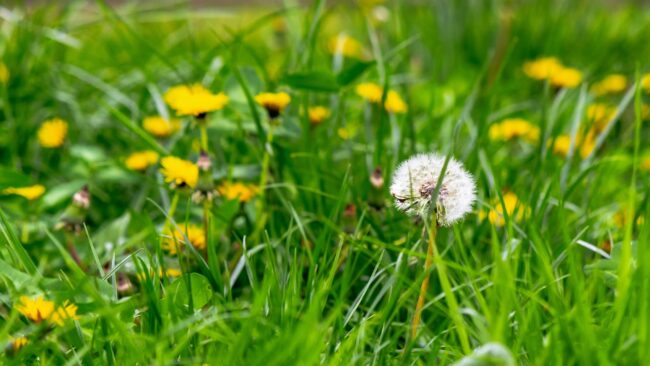 BrockPest_BlogImage_New-Years-Resolutions-for-Your-Lawn