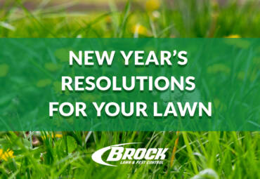 New Year’s Resolutions for Your Lawn