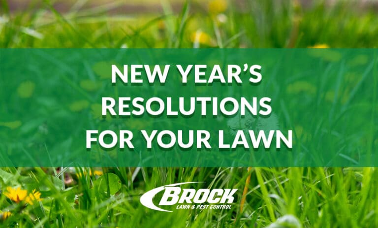 BrockPest_BlogImage_New-Years-Resolutions-for-Your-Lawn