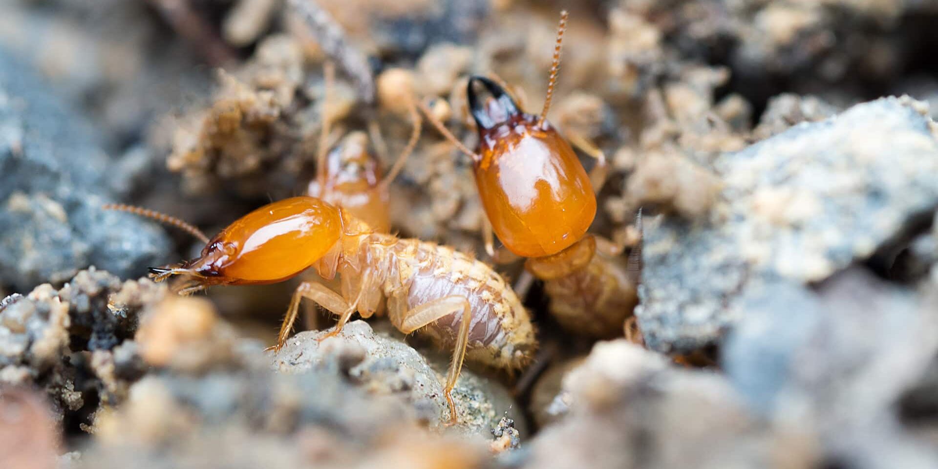 BrockPest-BlogImage_Formosan-Termites-What-to-Know
