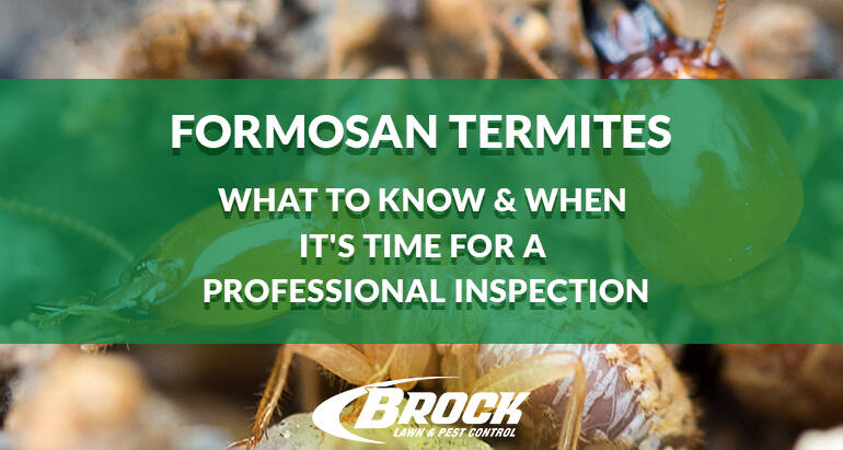 Formosan Termites – What to Know & When It’s Time for a Professional Inspection