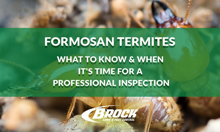 Formosan Termites – What to Know & When It’s Time for a Professional Inspection