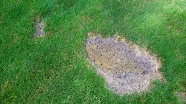 BrockPest-Why-When-How-to-Aerate-Your-Lawn