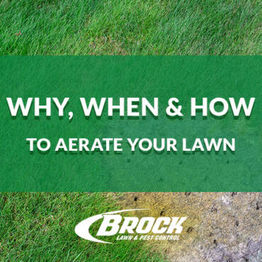 Why, When & How to Aerate Your Lawn