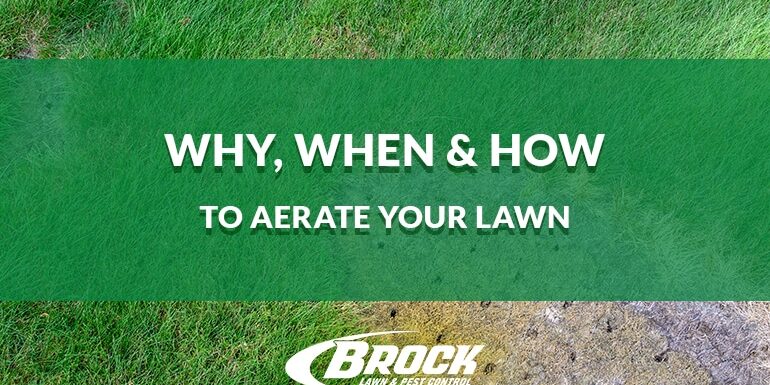 Why, When & How To Aerate Your Lawn 