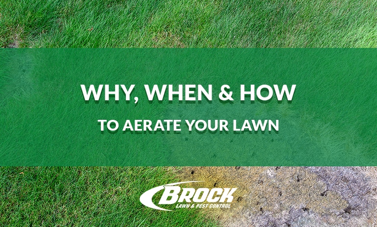 Why, When & How to Aerate Your Lawn
