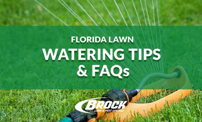 Florida-Lawn-Watering-Tips-&-FAQs