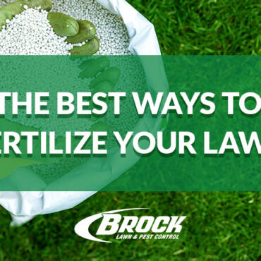 The Best Ways to Fertilize Your Lawn