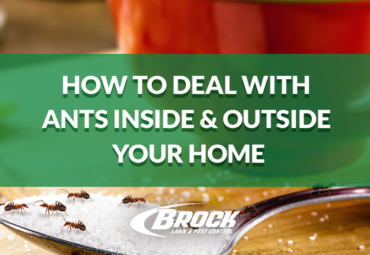 How to Deal With Ants Inside & Outside Your Home