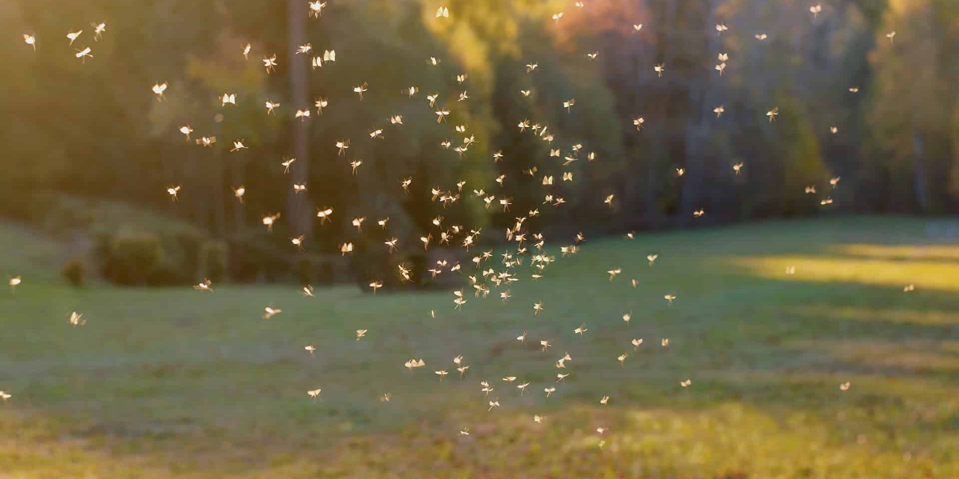 BrockPest_BlogImage_How_to_Prevent_&_Control_Mosquitoes_in_Florida