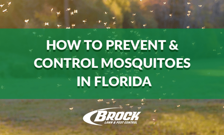 BrockPest_BlogImage_How_to_Prevent__Control_Mosquitoes_in_Florida