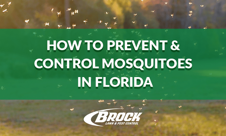 How to Prevent & Control Mosquitoes in Florida