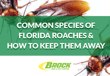 Common Species of Florida Roaches & Their Habits