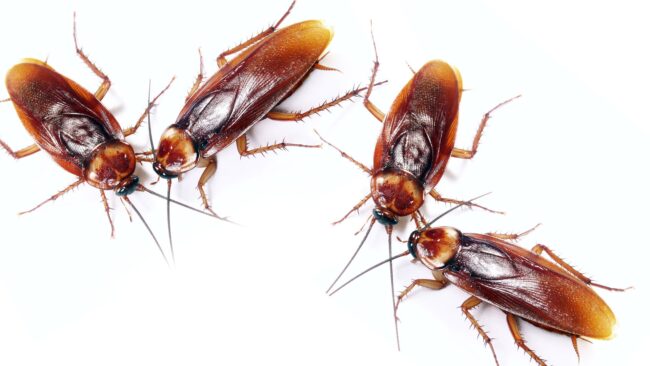 BrockPest_BlogImage_Common_Species_Of_Florida_Roaches_&_How_To_Keep_Them_Away