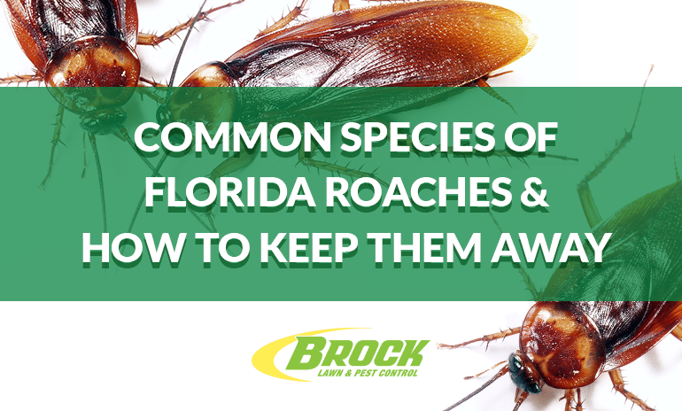Common Species of Florida Roaches & Their Habits