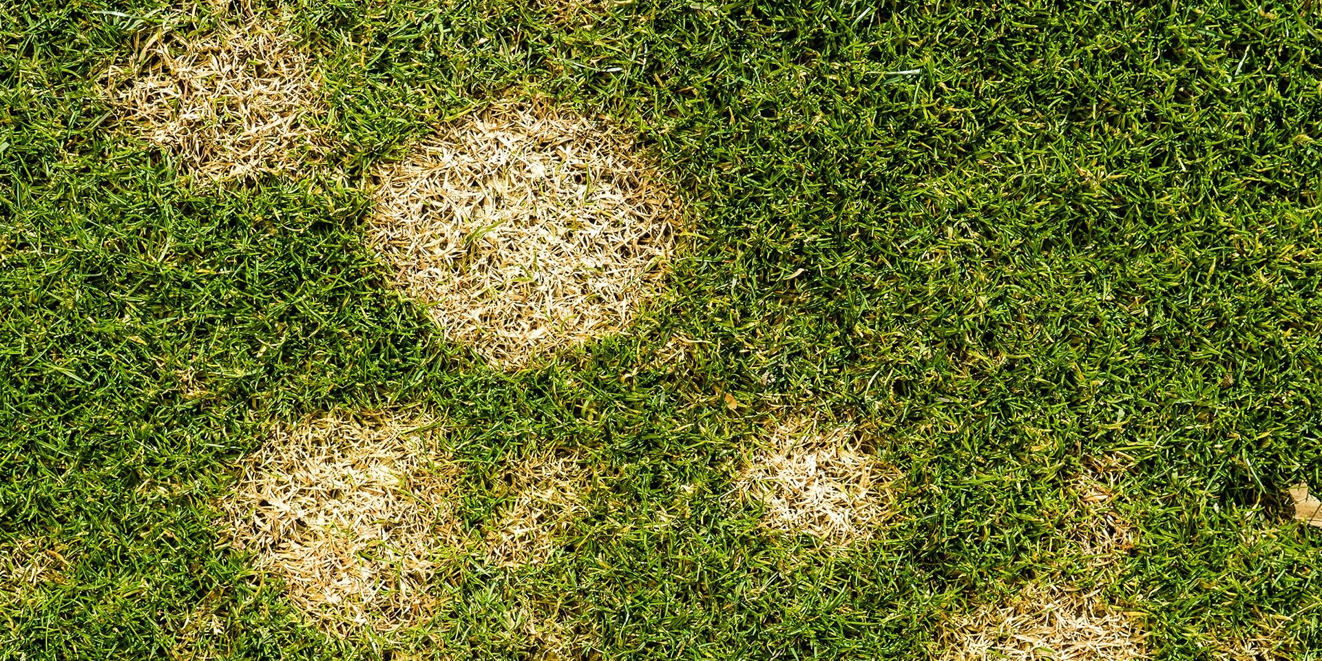 BrockPest_BlogImage_Common_Florida_Lawn_Diseases_How_to_Treat_Them
