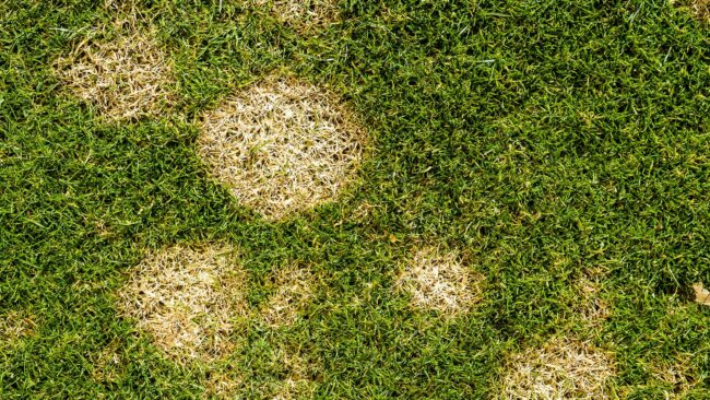BrockPest_BlogImage_Common_Florida_Lawn_Diseases_How_to_Treat_Them