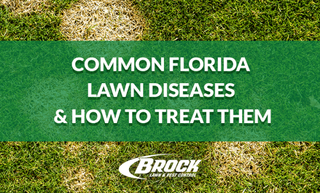 BrockPest_BlogImage_Common_Florida_Lawn_Diseases_How_to_Treat_Them