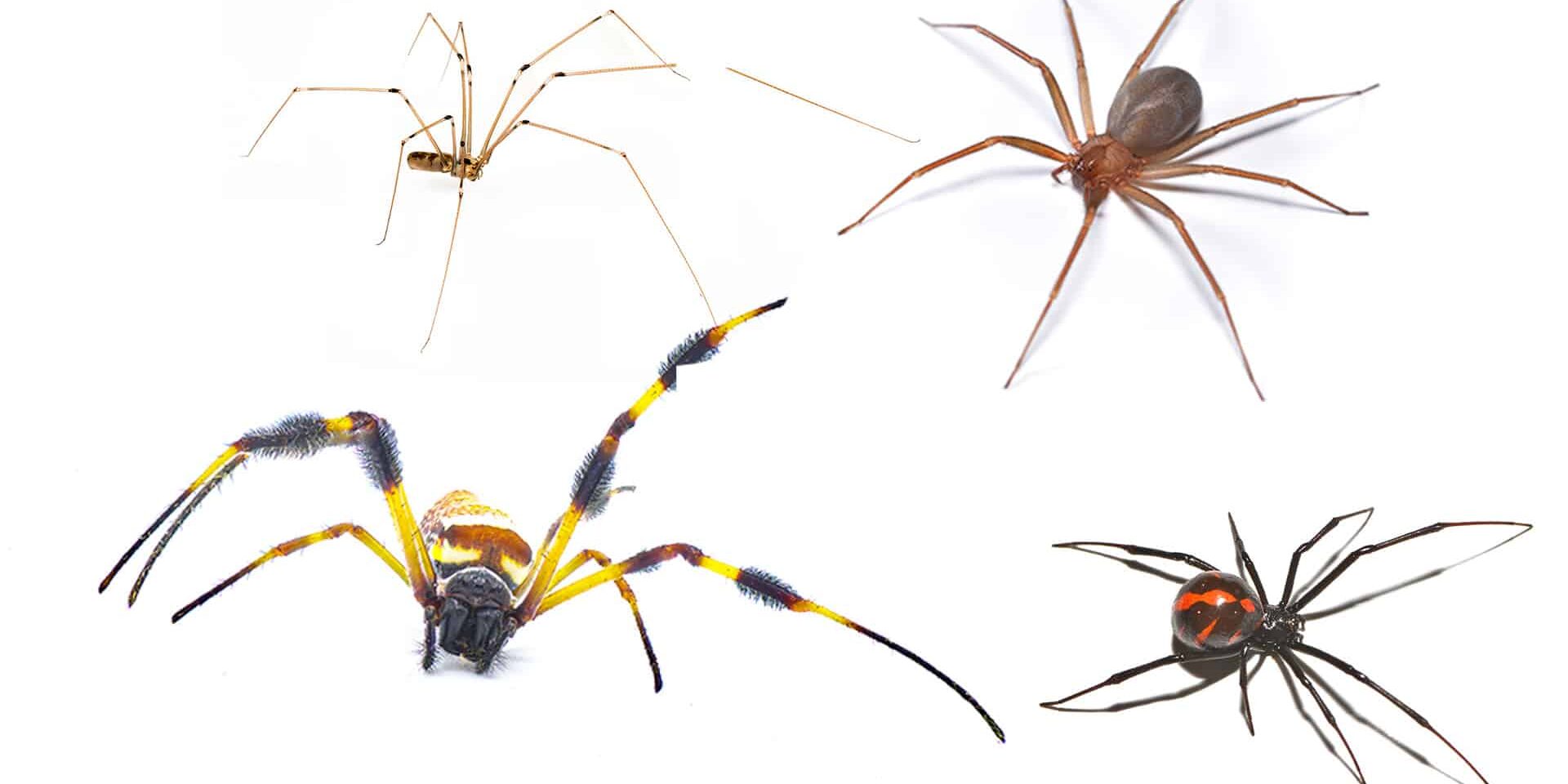 BrockPest_BlogImage_Interesting_Facts_about_Spiders_You_Should_Know