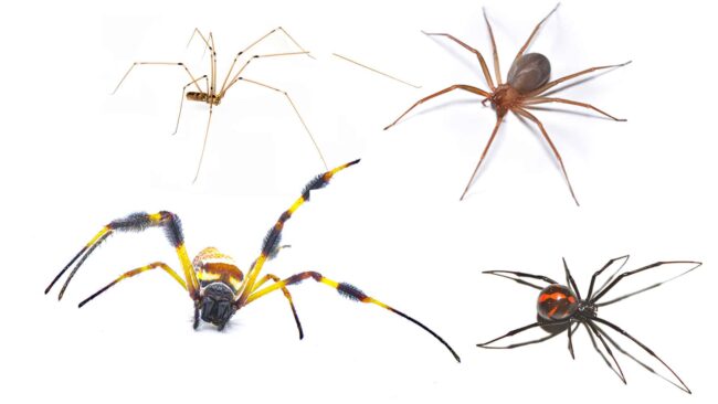 BrockPest_BlogImage_Interesting_Facts_about_Spiders_You_Should_Know
