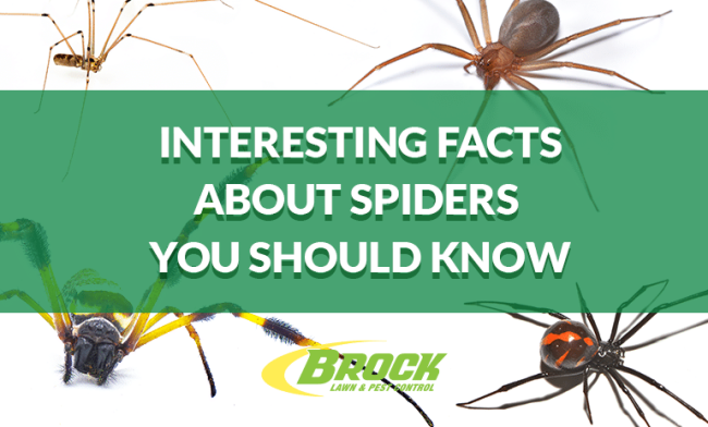 BrockPest_BlogImage_Interesting_Facts_about_Spiders_You_Should_Know