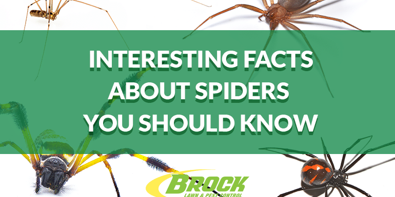BrockPest_BlogImage_Interesting_Facts_about_Spiders_You_Should_Know