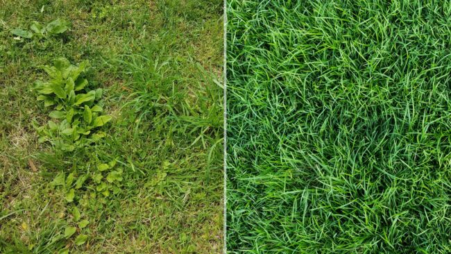 BrockPest_BlogImage_Common_Pre_emergent_vs_Post_emergent_Weed_Control