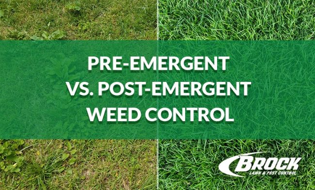 BrockPest_BlogImage_Common_Pre_emergent_vs_Post_emergent_Weed_Control Pre-emergent vs post-emergent weed control blog by brock lawn and pest control in Ft walton beach florida