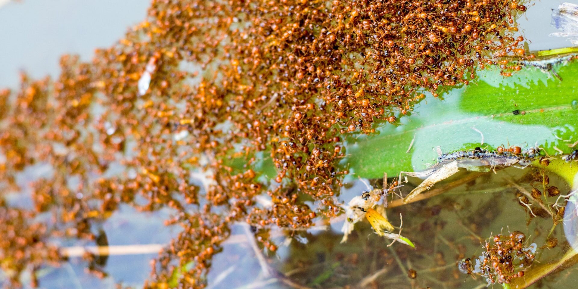 BrockPest_BlogImage_What_You_Need_to_Know_About_Fire_Ants-1