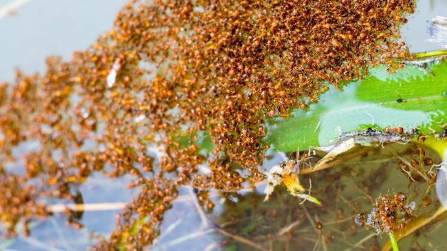 BrockPest_BlogImage_What_You_Need_to_Know_About_Fire_Ants-1