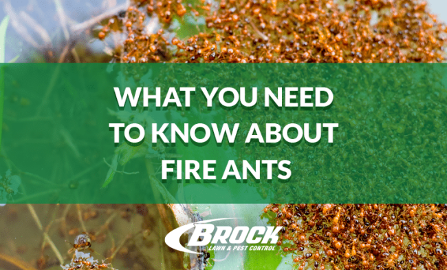BrockPest_BlogImage_What_You_Need_to_Know_About_Fire_Ants