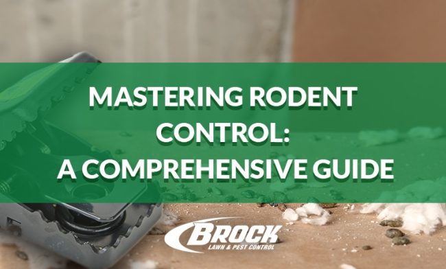 BrockPest_BlogImage_Mastering_Rodent_Control_A_Comprehensive_Guide (1) Mastering Rodent Control: A Comprehensive Guide by Brock Lawn & Pest Control in Panama City Beach and Fort Walton