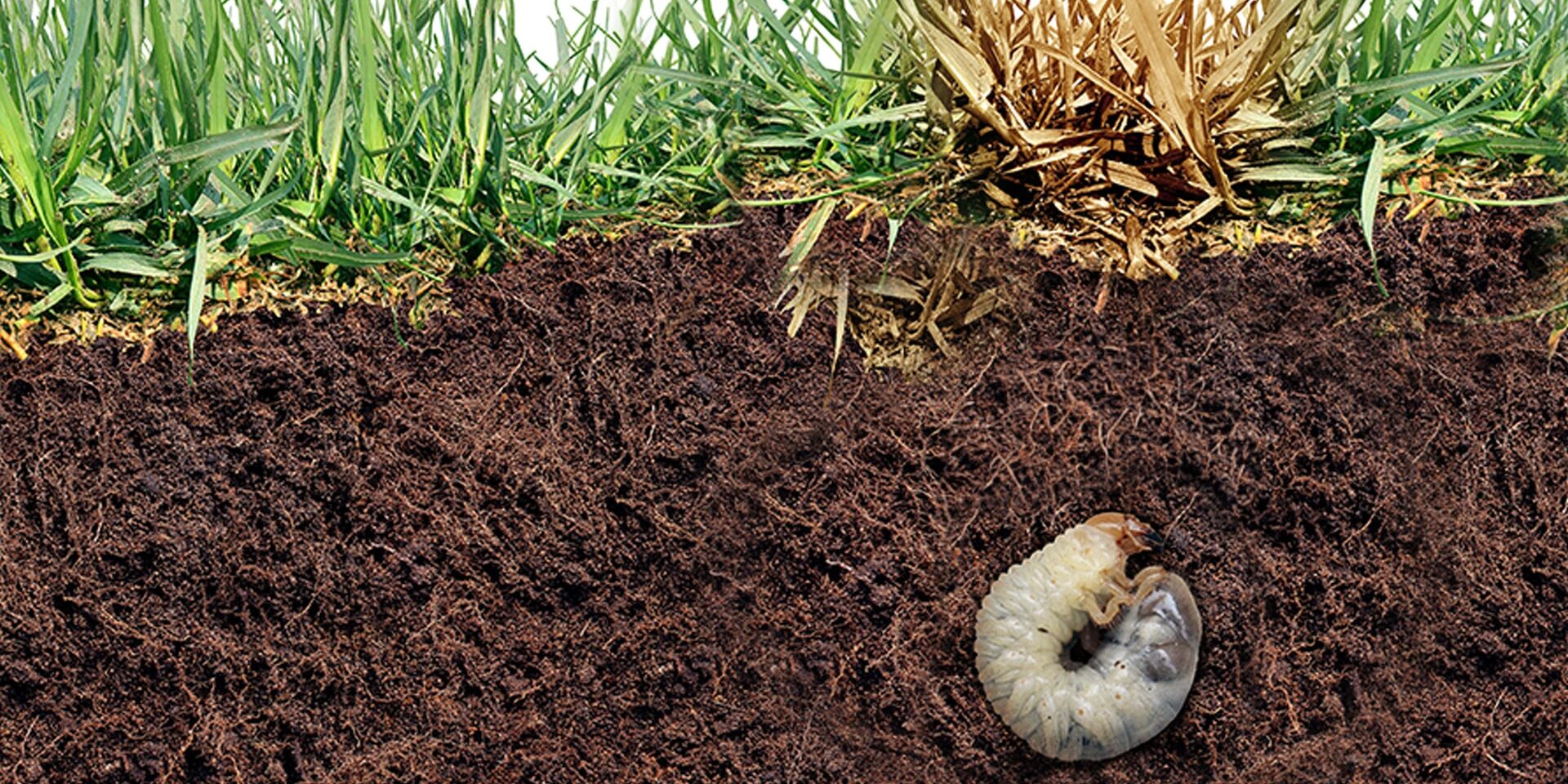 BrockPest_BlogImage_Guardians_of_the_Green_How_to_Prevent_Lawn_Pests_in_Florida