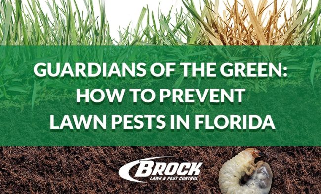BrockPest_BlogImage_Guardians_of_the_Green_How_to_Prevent_Lawn_Pests_in_Florida (2) Guardians of The Green How to Prevent Lawn Pests in Florida with Brock Lawn & Pest Control in Panama City