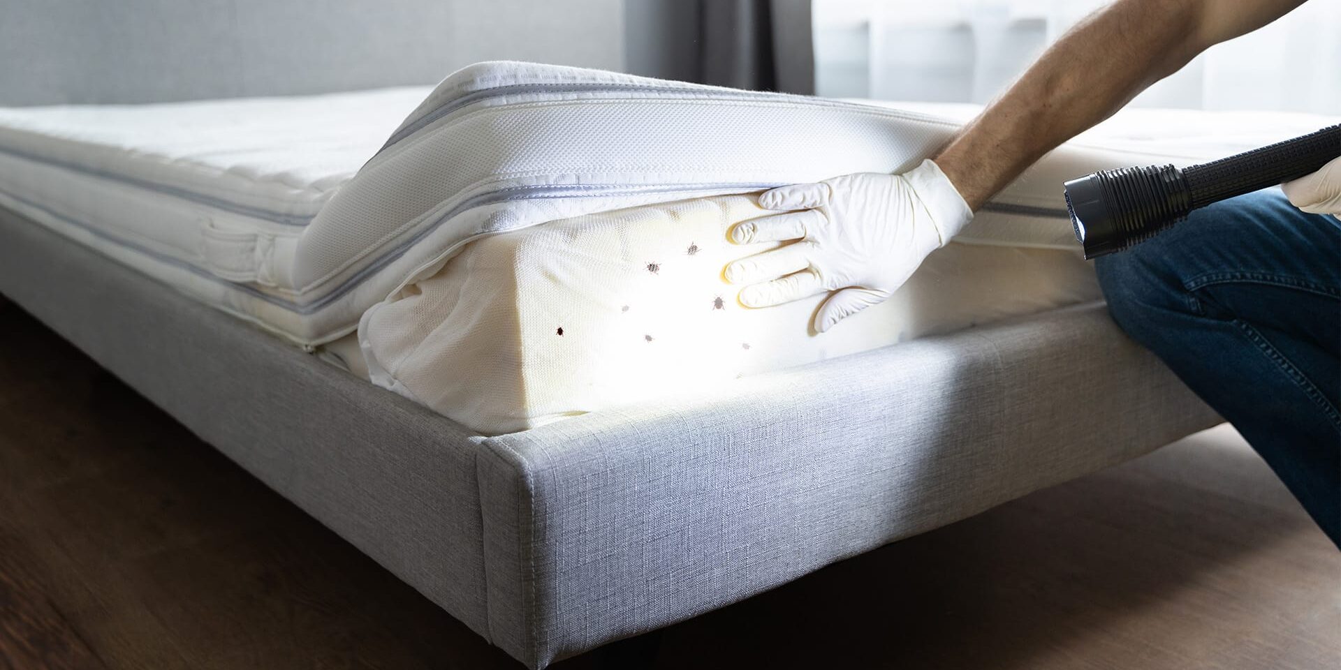 BrockPest_BlogImage_Effective_Ways_to_Eliminate_Bed_Bugs