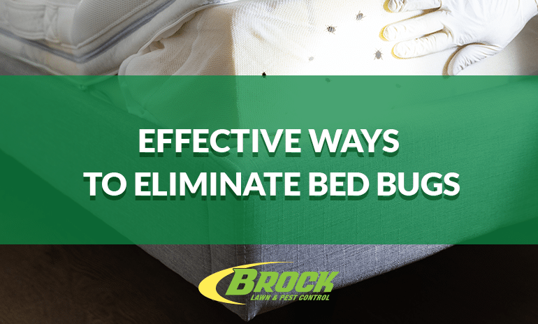 Effective Ways To Eliminate Bed Bugs 