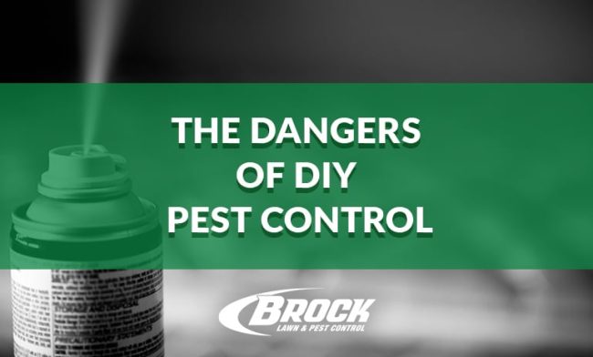 BrockPest_BlogImage_The_Dangers_of_DIY_Pest_Control The dangers of DIY Pest Control blog by Brock Lawn & Pest Control