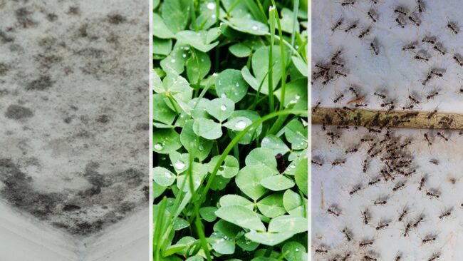 BrockPest_BlogImage_Understanding_Herbicides_Insecticides_Fungicides