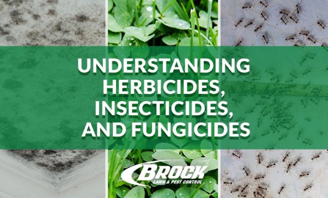 BrockPest_BlogImage_Understanding_Herbicides_Insecticides_Fungicides Understanding herbicides insecticides and fungicides with Brock Lawn & Pest Control in Bay County Florida