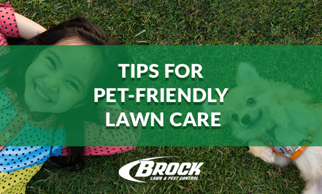 BrockPest_BlogImage_Tips_for_Pet_Friendly_Lawn_Care tips for pet friendly lawn care blog by Brock Lawn & Pest Control in Fort Walton Beach
