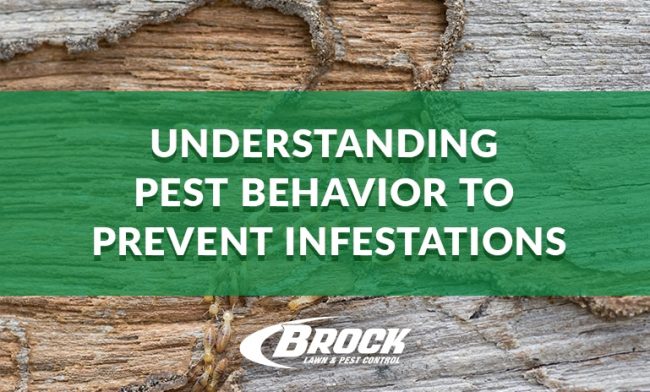 BrockPest_BlogImage_Understanding_Pest_Behavior_to_Prevent_Infestations understanding pest behavior to prevent infestations in your home or business a blog by Brock Lawn & Pest Control serving Fort Walton Beach to Panama City