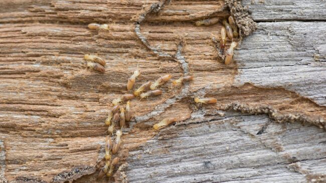 BrockPest_BlogImage_What_You_Need_to_Know_About_Fire_Ants