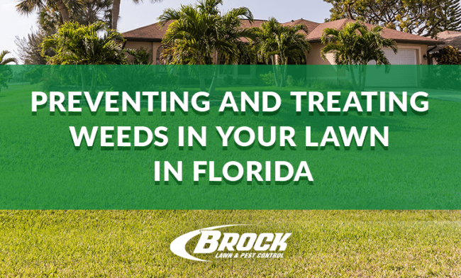 BrockPest_BlogImage_Preventing_and_Treating_Weeds_in_Your_Lawn_in_Florida preventing and treating weeds in your lawn in florida with help from Brock Lawn & pest Control panama city beach