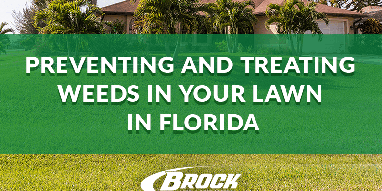 BrockPest_BlogImage_Preventing_and_Treating_Weeds_in_Your_Lawn_in_Florida preventing and treating weeds in your lawn in florida with help from Brock Lawn & pest Control panama city beach