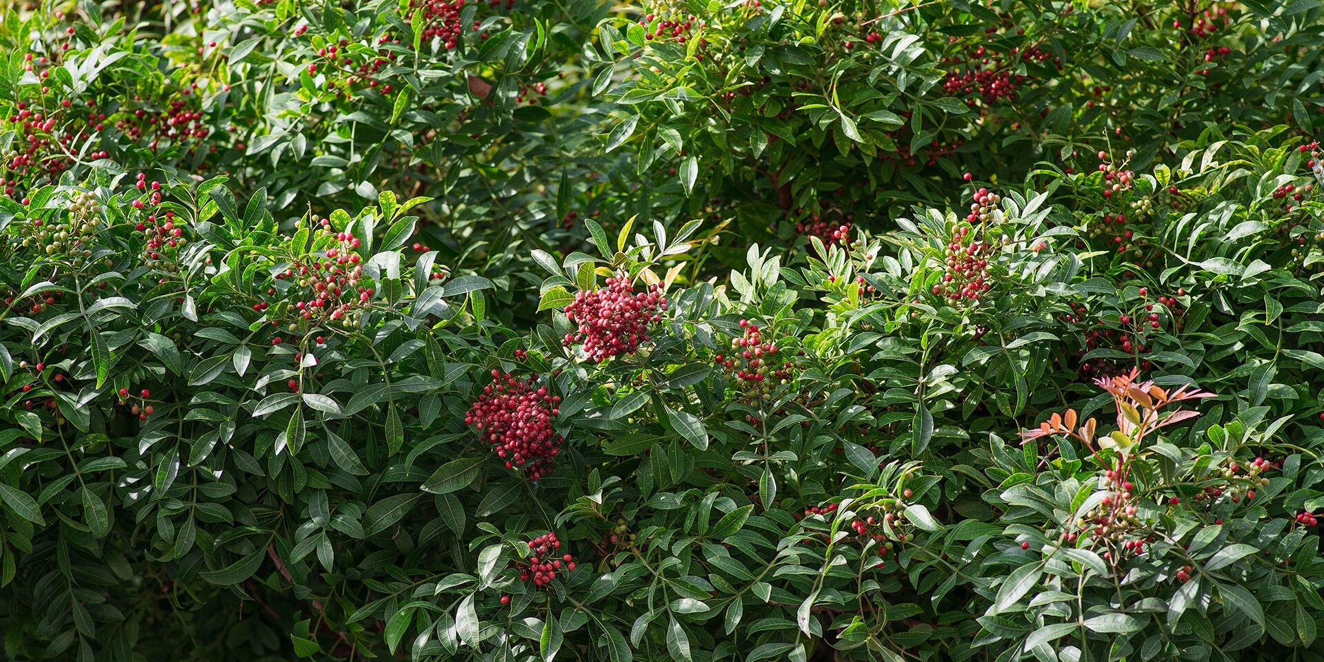 BrockPest_BlogImage_Invasive-Species-Florida