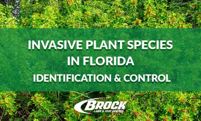 BrockPest_BlogImage_Invasive-Species-Florida Invasive Plant Species in Florida Identification and control with Brock Lawn & Pest Control in Panama City