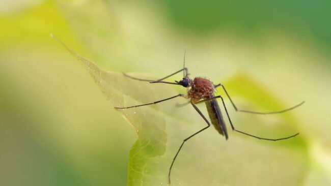BrockPest_BlogImage_How_Floridas_Climate_Affects_Pest_Activity_Year_Round
