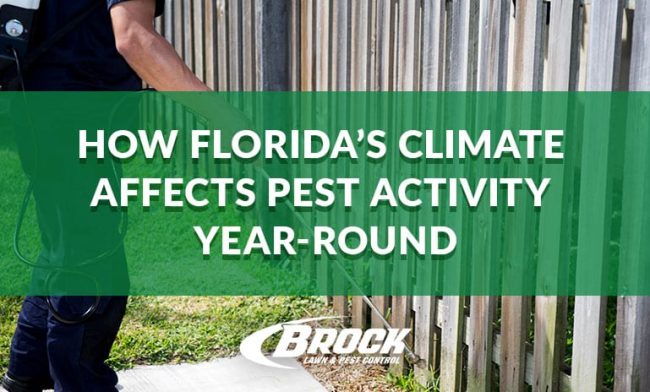 BrockPest_BlogImage_How_Floridas_Climate_Affects_Pest_Activity_Year_Round How Florida climate affects pest activity year round Brock Lawn & Pest Control Blog