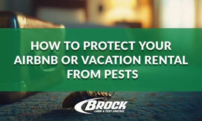BrockPest_BlogImage_How_to_Protect_Your_Airbnb_or_Vacation_Rental_from_Pests- How to Protect Your Airbnb or vacation rental from pests in Panama City Beach with Brock Lawn & Pest Control