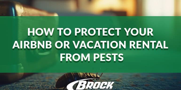 BrockPest_BlogImage_How_to_Protect_Your_Airbnb_or_Vacation_Rental_from_Pests- How to Protect Your Airbnb or vacation rental from pests in Panama City Beach with Brock Lawn & Pest Control